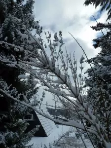 Schwarzwald-Häusle (42)