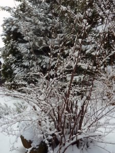 Schwarzwald-Häusle (43)