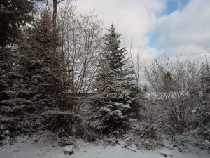 Schwarzwald-Häusle (44)