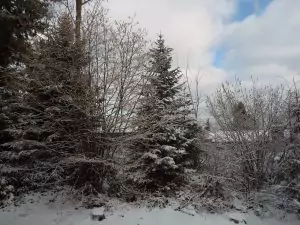 Schwarzwald-Häusle (44)