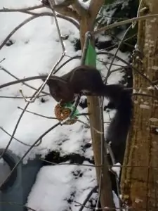 Schwarzwald-Häusle (45)